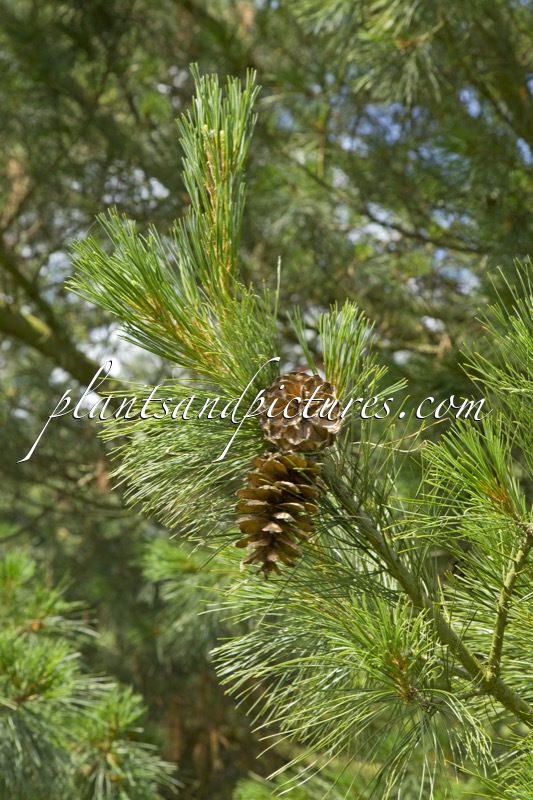 Pinus peuce