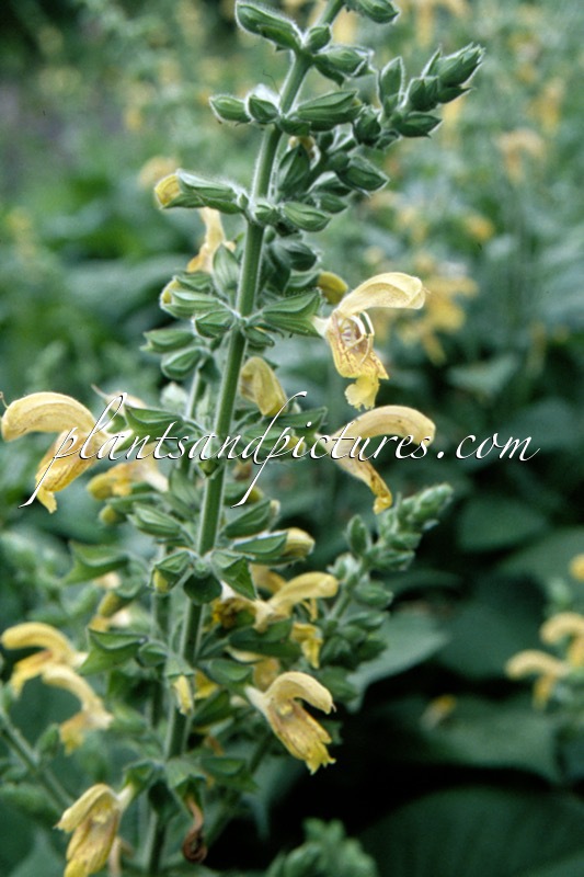 Salvia cleistocama