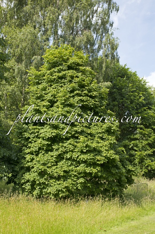 Tilia cordata ‘Lico’