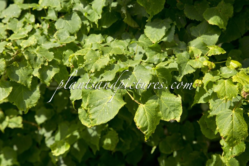 Tilia cordata ‘Lico’