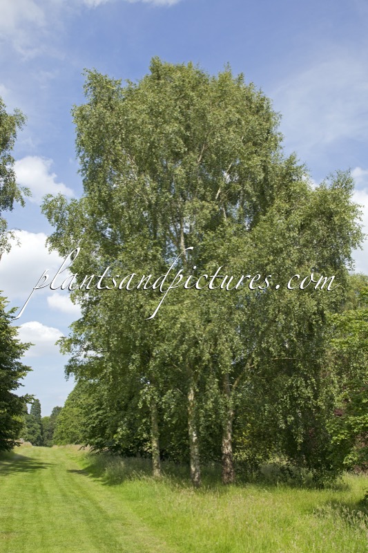 Betula pendula