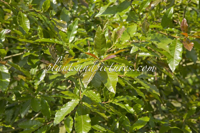 Quercus rysophylla ‘Maya’