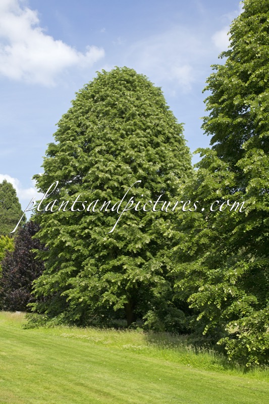 Tilia tomentosa