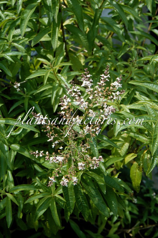 Aloysia triphylla