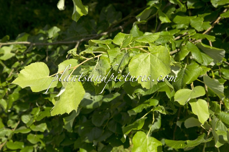Tilia tomentosa