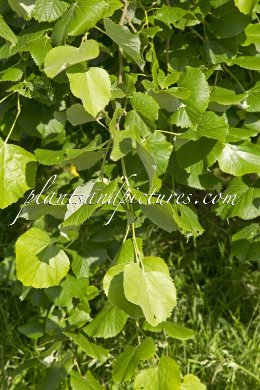 Tilia tomentosa