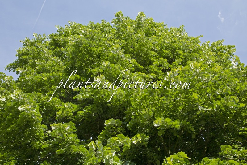 Tilia tomentosa