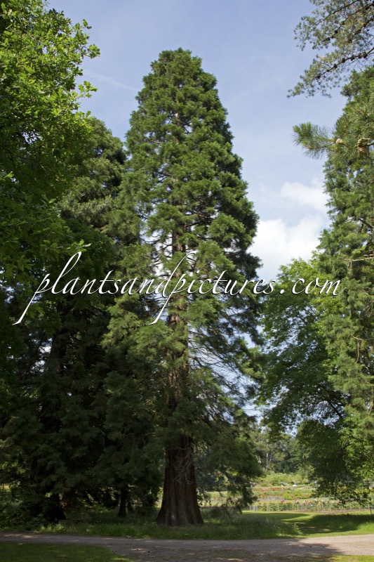 Sequoiadendron giganteum