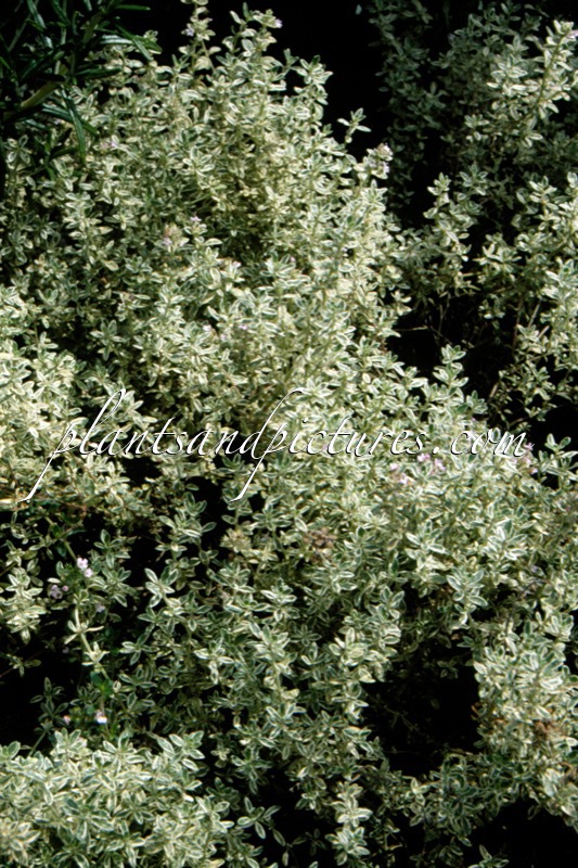 Thymus vulgaris ‘Silver Posie’