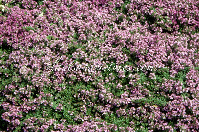 Thymus praecox ‘Russettings’