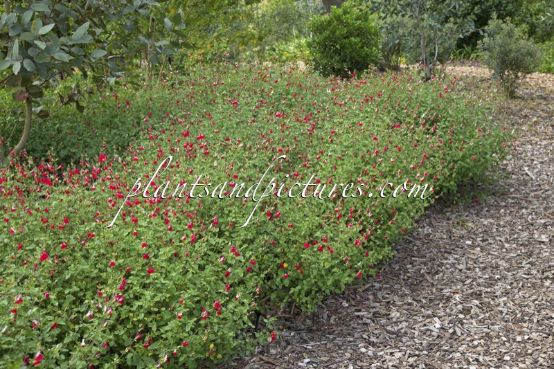 Salvia microphylla ‘Hot Lips’