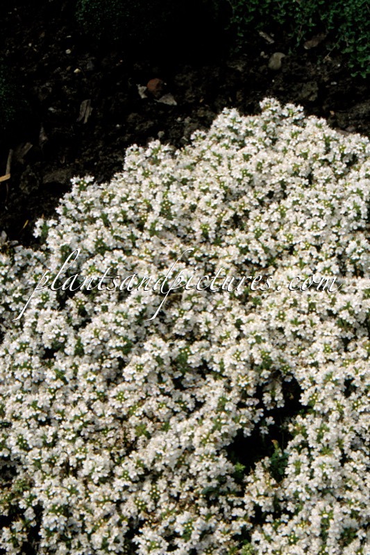 Thymus praecox ‘Snowdrift’