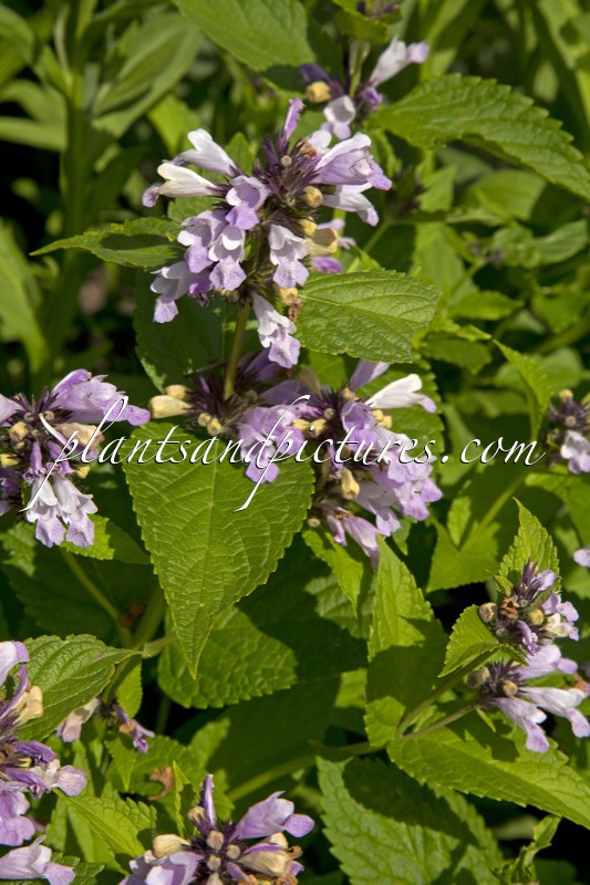 Nepeta subsessilis ‘Sweet Dreams’