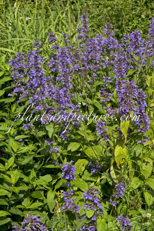 Nepeta kubanica