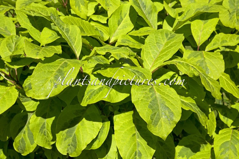 Syringa emodii ‘Aureovariegata’
