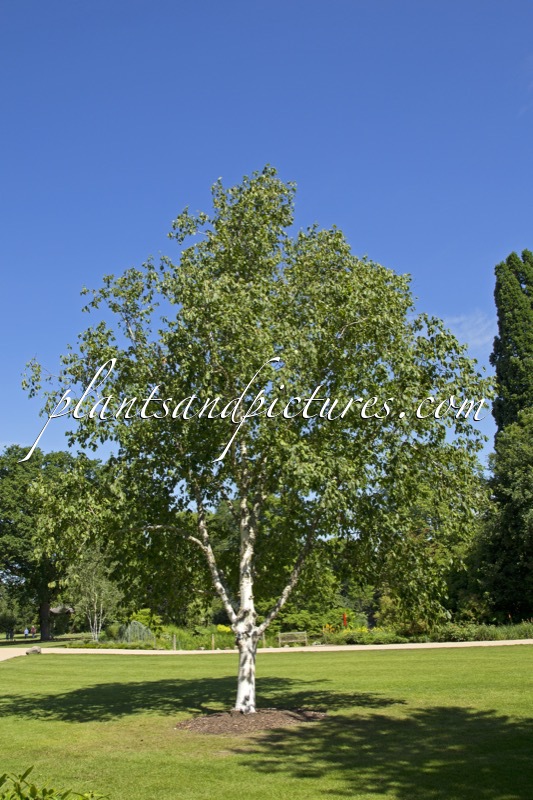 Betula utilis ‘Silver Shadow’