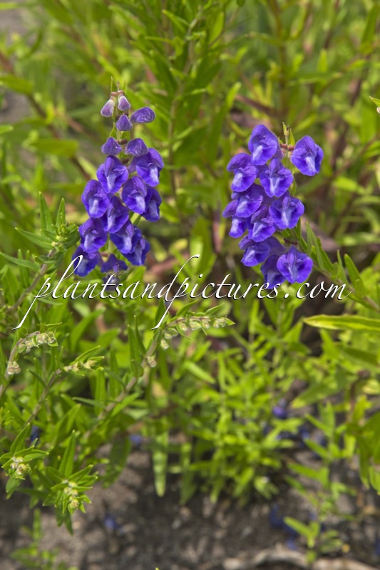 Scutellaria baicalensis