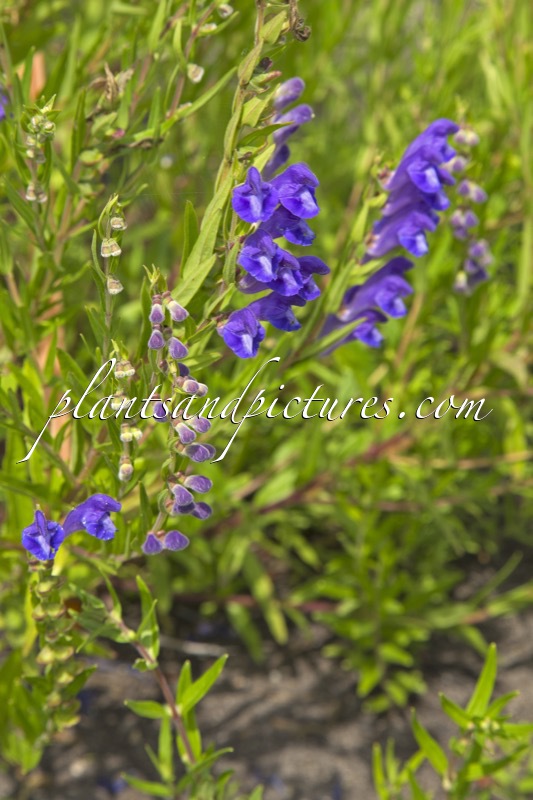 Scutellaria baicalensis