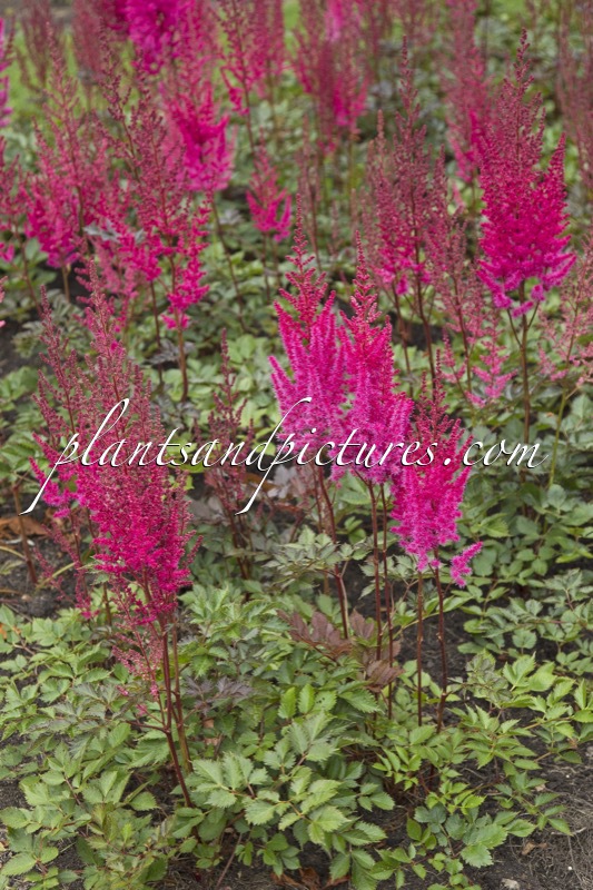 Astilbe ‘Chocolate Cherry’ (MIGHTY)