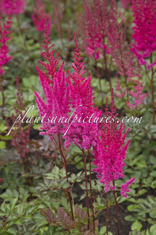Astilbe ‘Chocolate Cherry’ (MIGHTY)