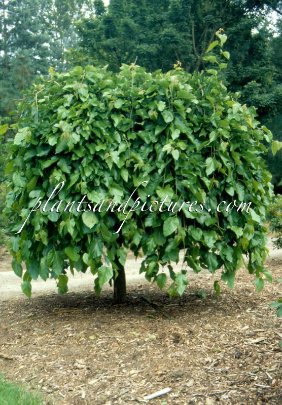 Morus alba ‘Pendula’