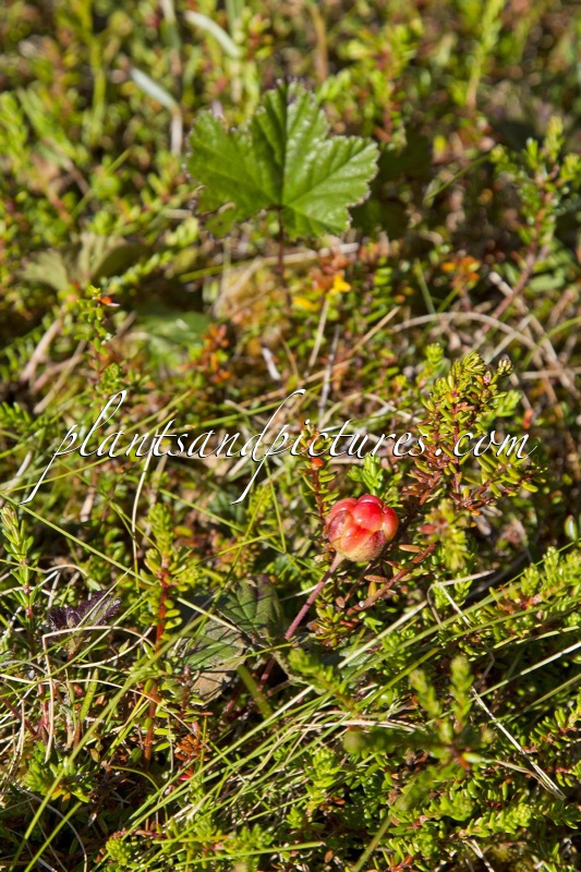 Rubus chamaemorus