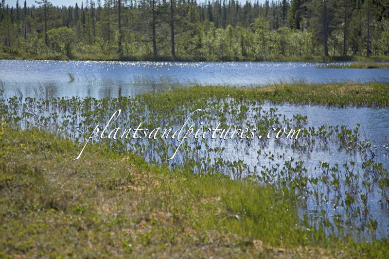 Menyanthes trifoliata