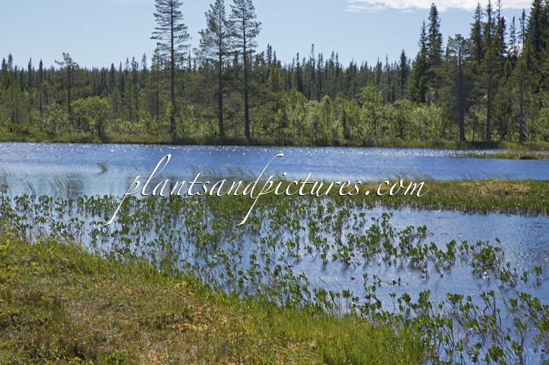 Menyanthes trifoliata