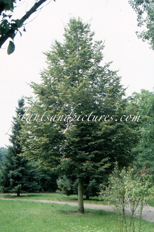 Tilia cordata ‘Böhlje’