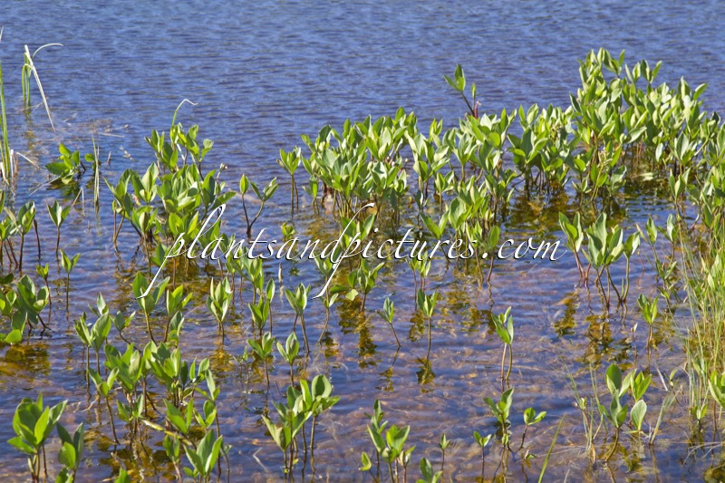 Menyanthes trifoliata