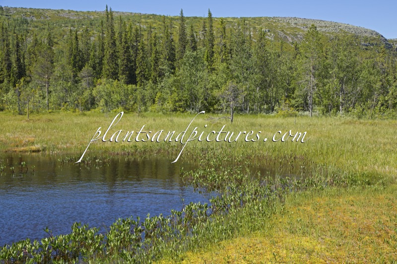 Menyanthes trifoliata