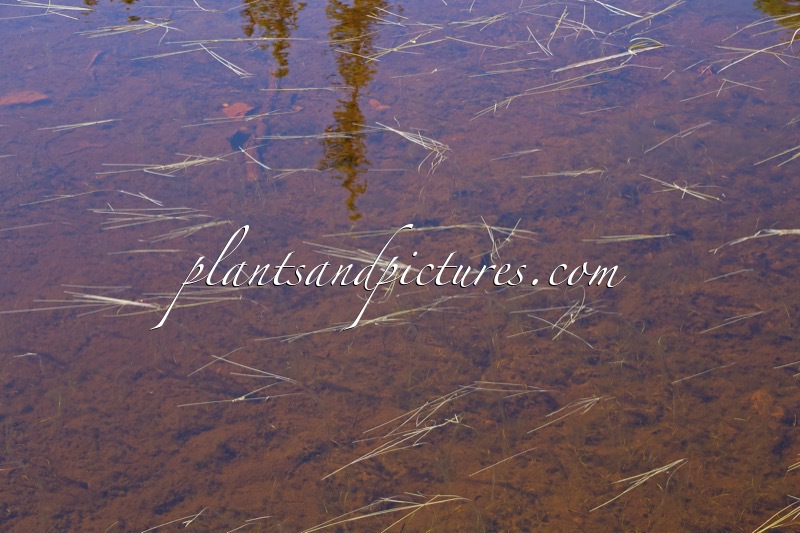 Potamogeton filiformis