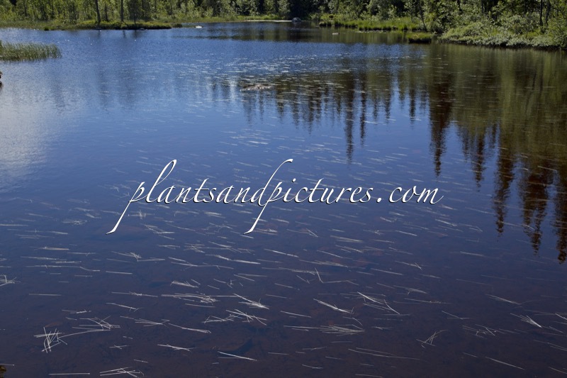 Potamogeton filiformis