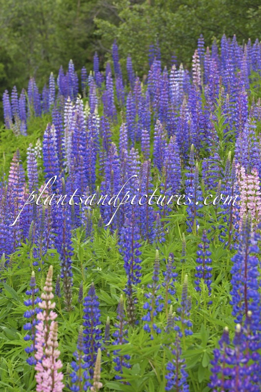 Lupinus polyphyllus