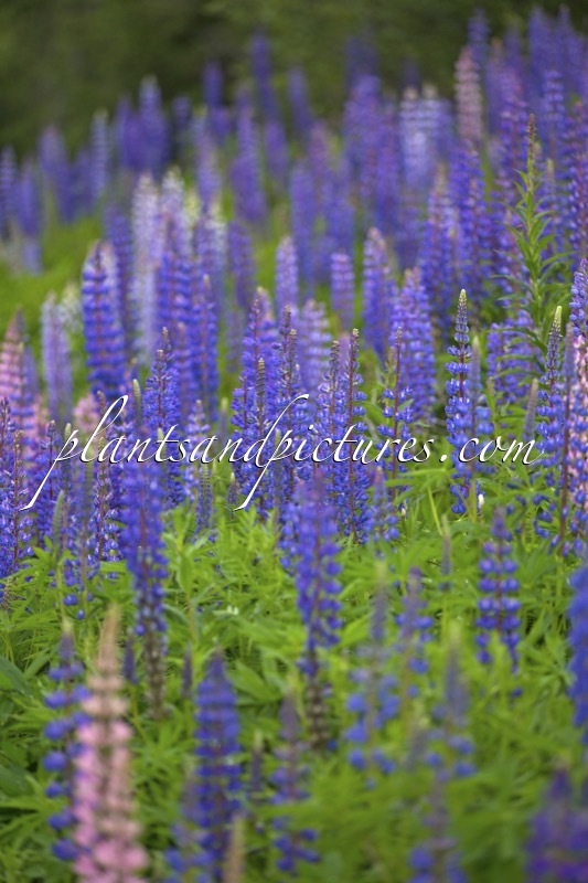 Lupinus polyphyllus