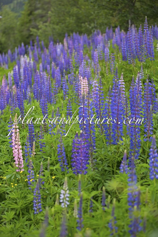 Lupinus polyphyllus