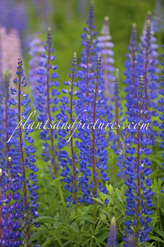 Lupinus polyphyllus