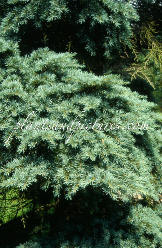 Tsuga mertensiana ‘Blue Star’