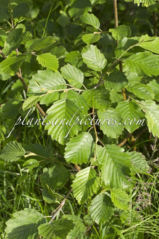 Alnus incana
