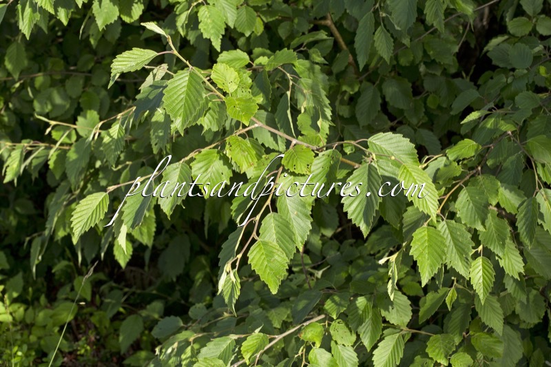 Alnus incana