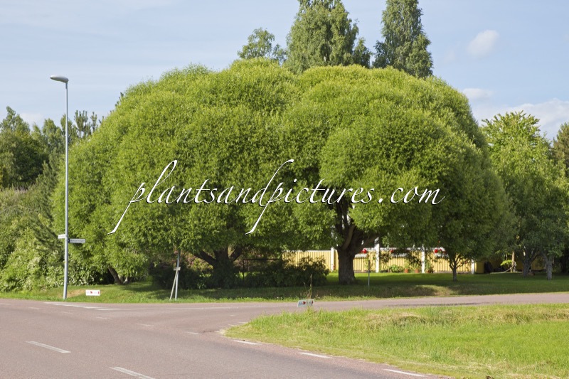 Salix rubens ‘Bullata’
