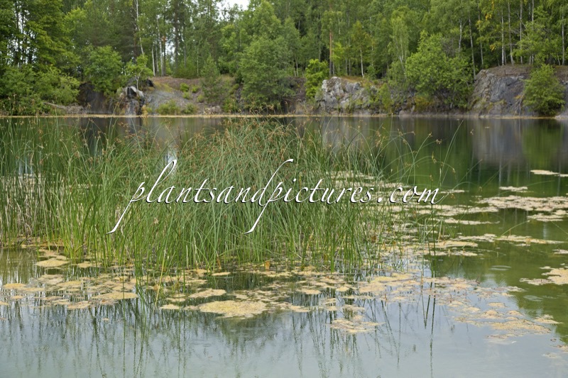 Schoenoplectus lacustris