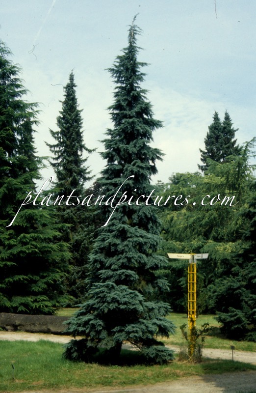 Tsuga mertensiana ‘Blue Star’