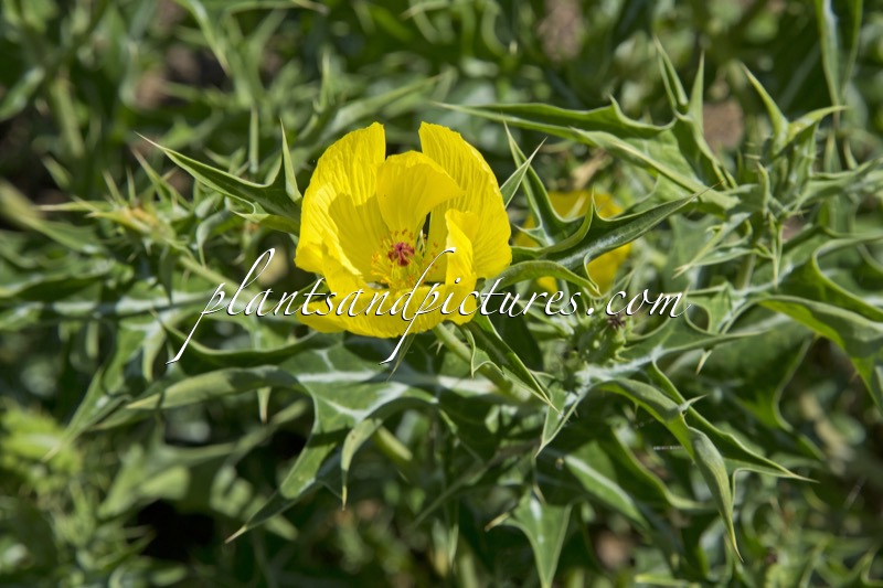 Argemone mexicana