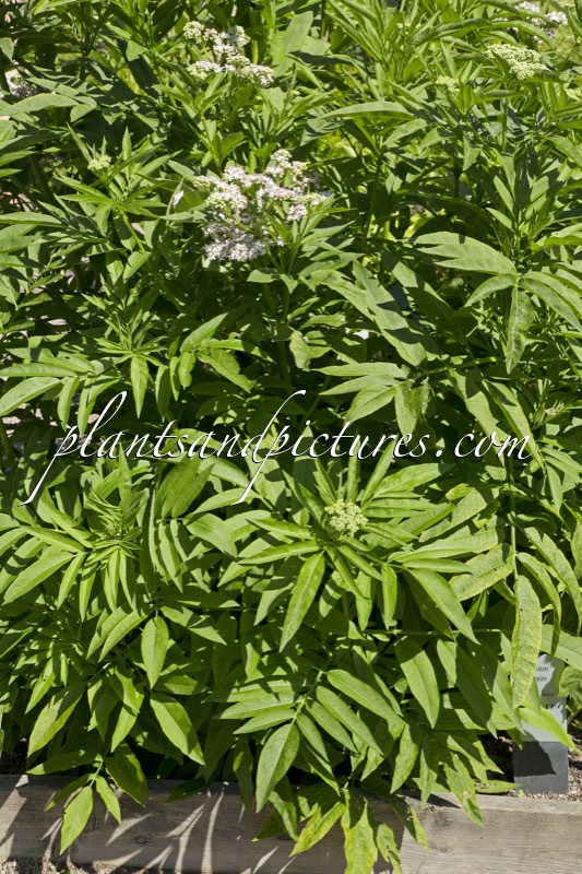 Sambucus ebulus