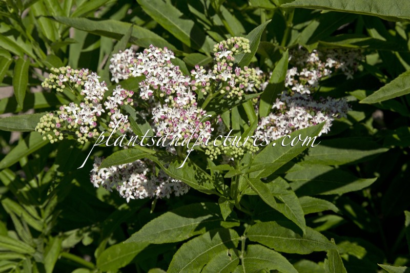 Sambucus ebulus
