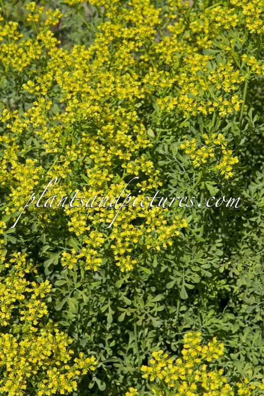 Ruta graveolens