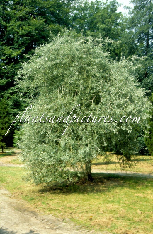 Pyrus salicifolia ‘Pendula’