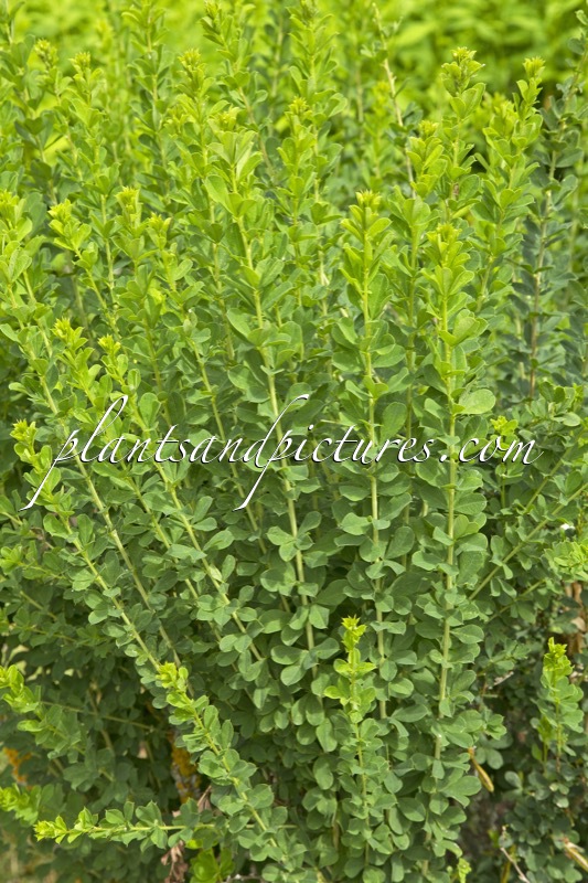 Caragana frutex