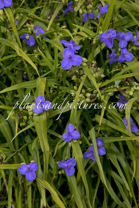 Tradescantia virginiana